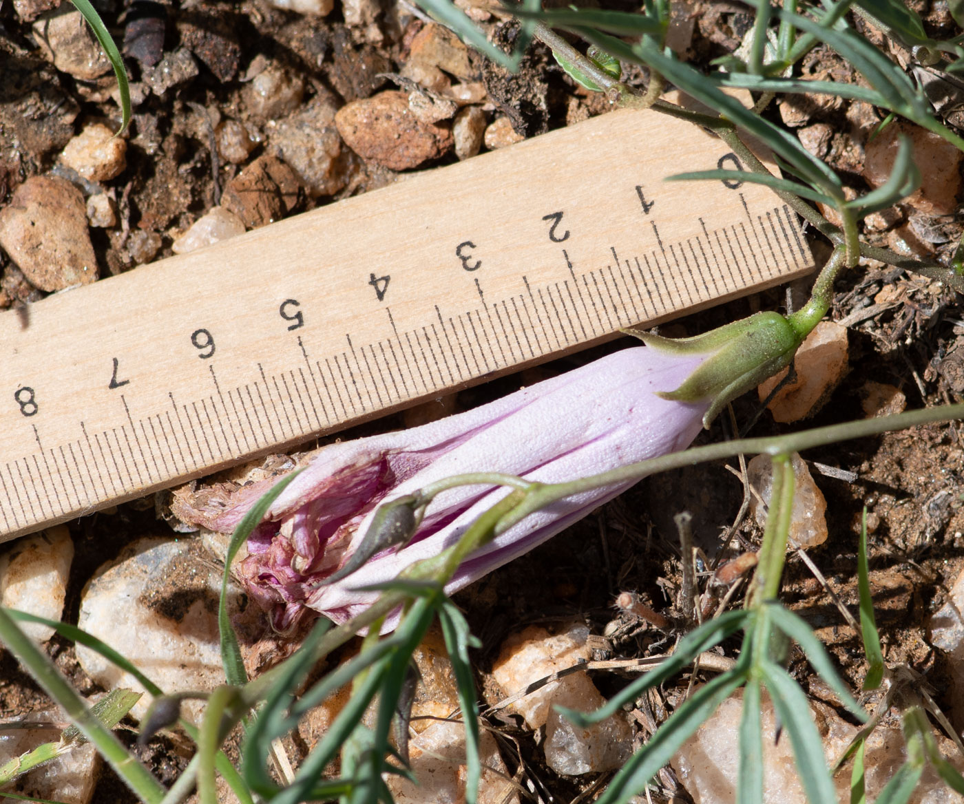 Image of Ipomoea bolusiana specimen.