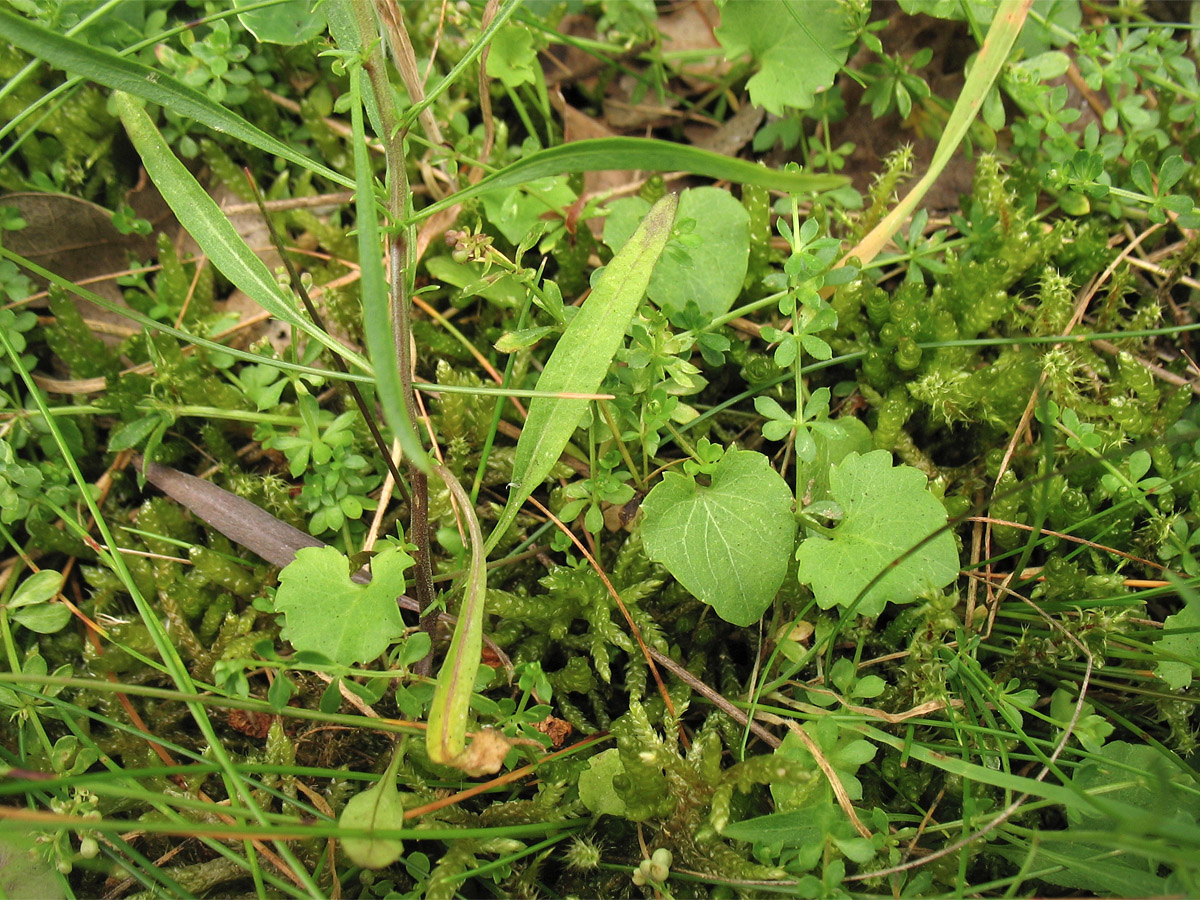 Image of Campanula rotundifolia specimen.