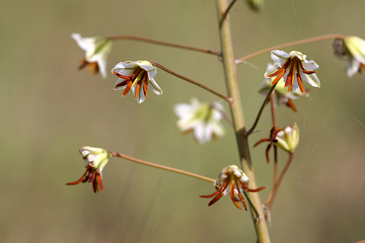 Image of Eremurus soogdianus specimen.