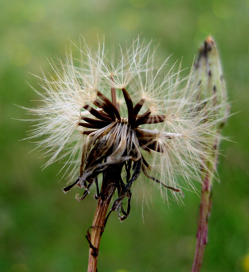 Image of Scorzoneroides autumnalis specimen.