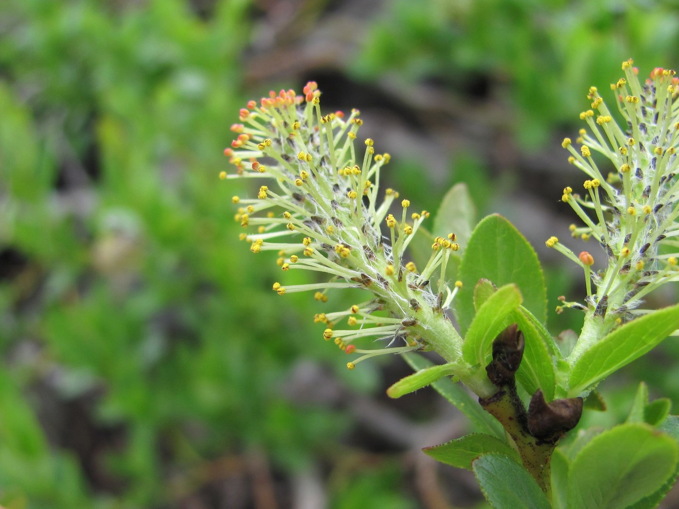 Image of Salix apoda specimen.