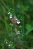 genus Euphrasia