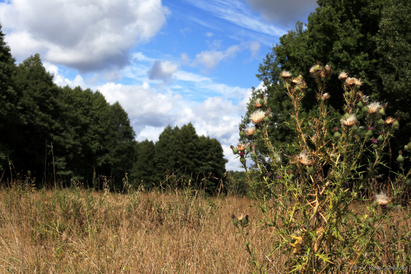 Изображение особи Cirsium vulgare.