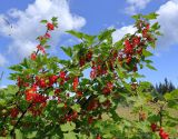 Ribes rubrum. Плодоносящие ветви. Карелия, Лахденпохский р-н, окр. пос. Ихала, на заброшенном пастбище у грунтовой дороги. 16.07.2019.