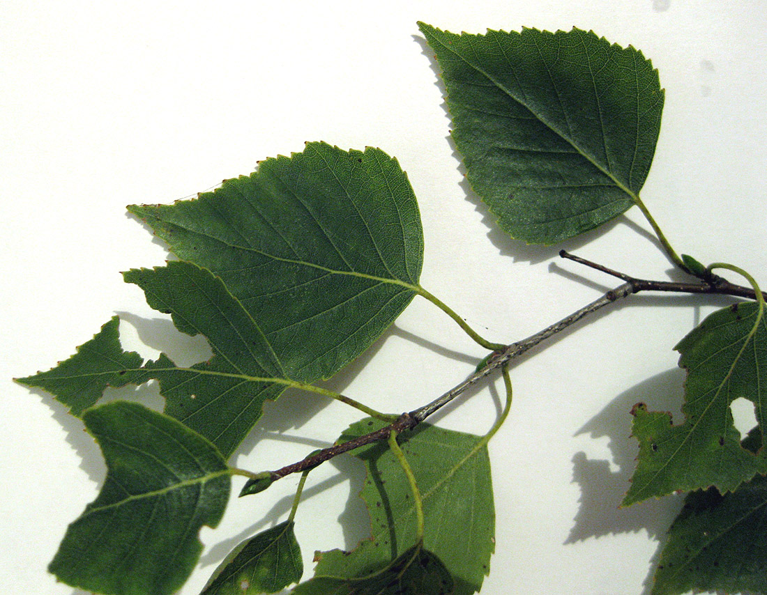 Image of Betula obscura specimen.