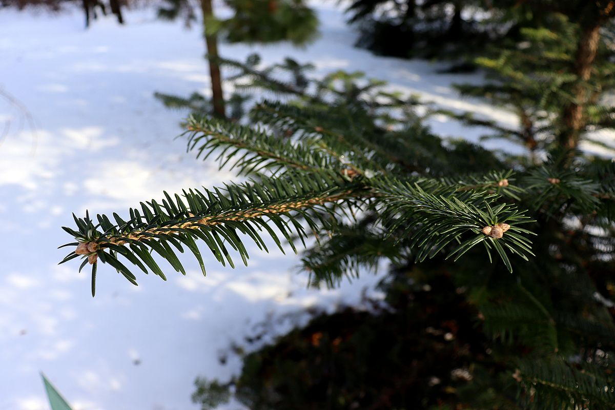 Image of Abies homolepis specimen.