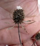 Eryngium planum. Сухое соплодие. Чувашия, окрестности г. Шумерля, Кумашкинский заказник, Соколова поляна. 24 ноября 2008 г.