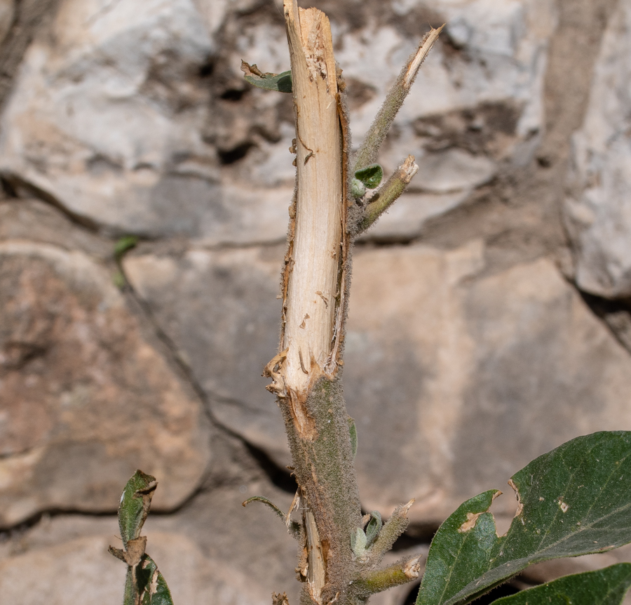 Image of Withania somnifera specimen.