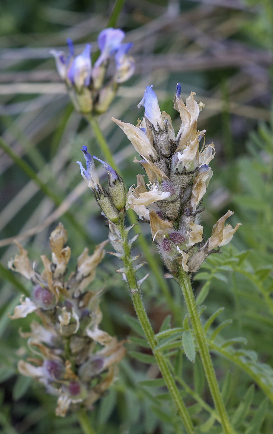 Изображение особи Astragalus danicus.