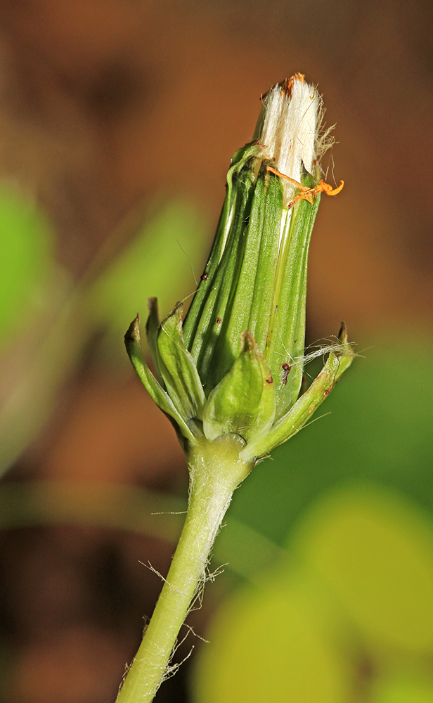 Image of Taraxacum mongolicum specimen.