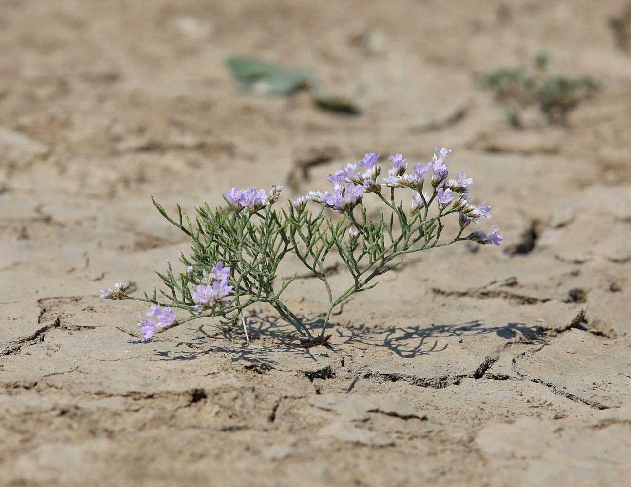 Image of Limonium caspium specimen.