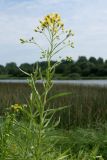 Senecio paludosus