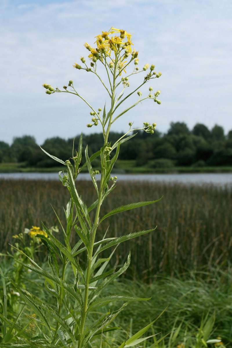 Image of Senecio paludosus specimen.