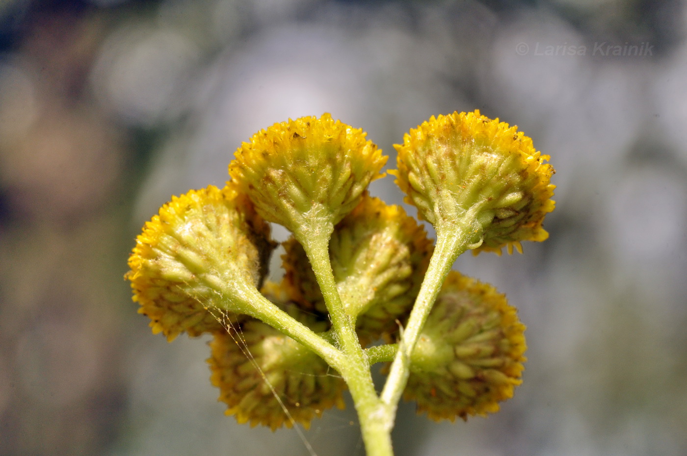 Image of Tanacetum boreale specimen.