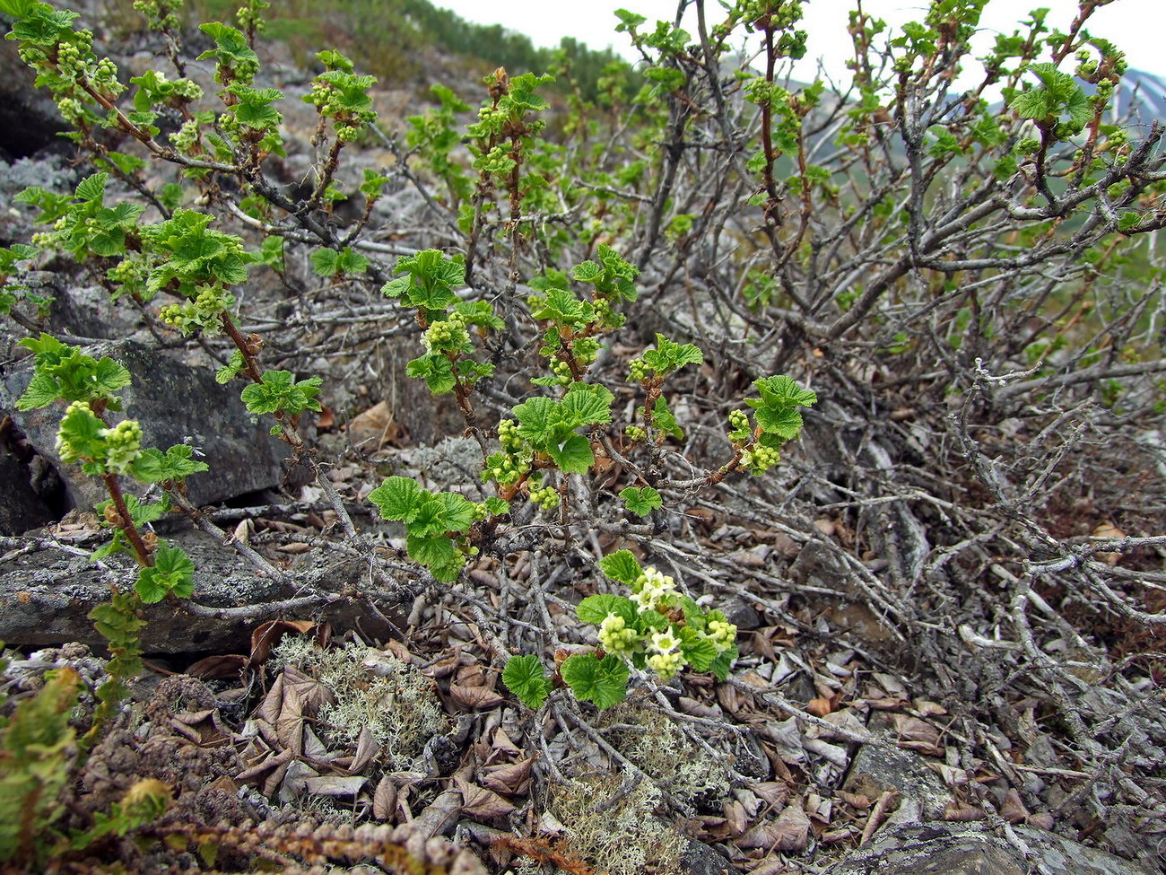 Image of Ribes fragrans specimen.