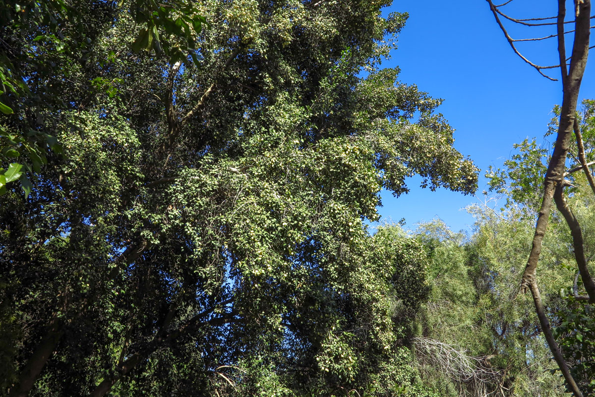 Image of genus Elaeodendron specimen.