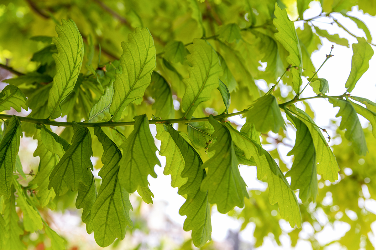 Image of Quercus robur specimen.