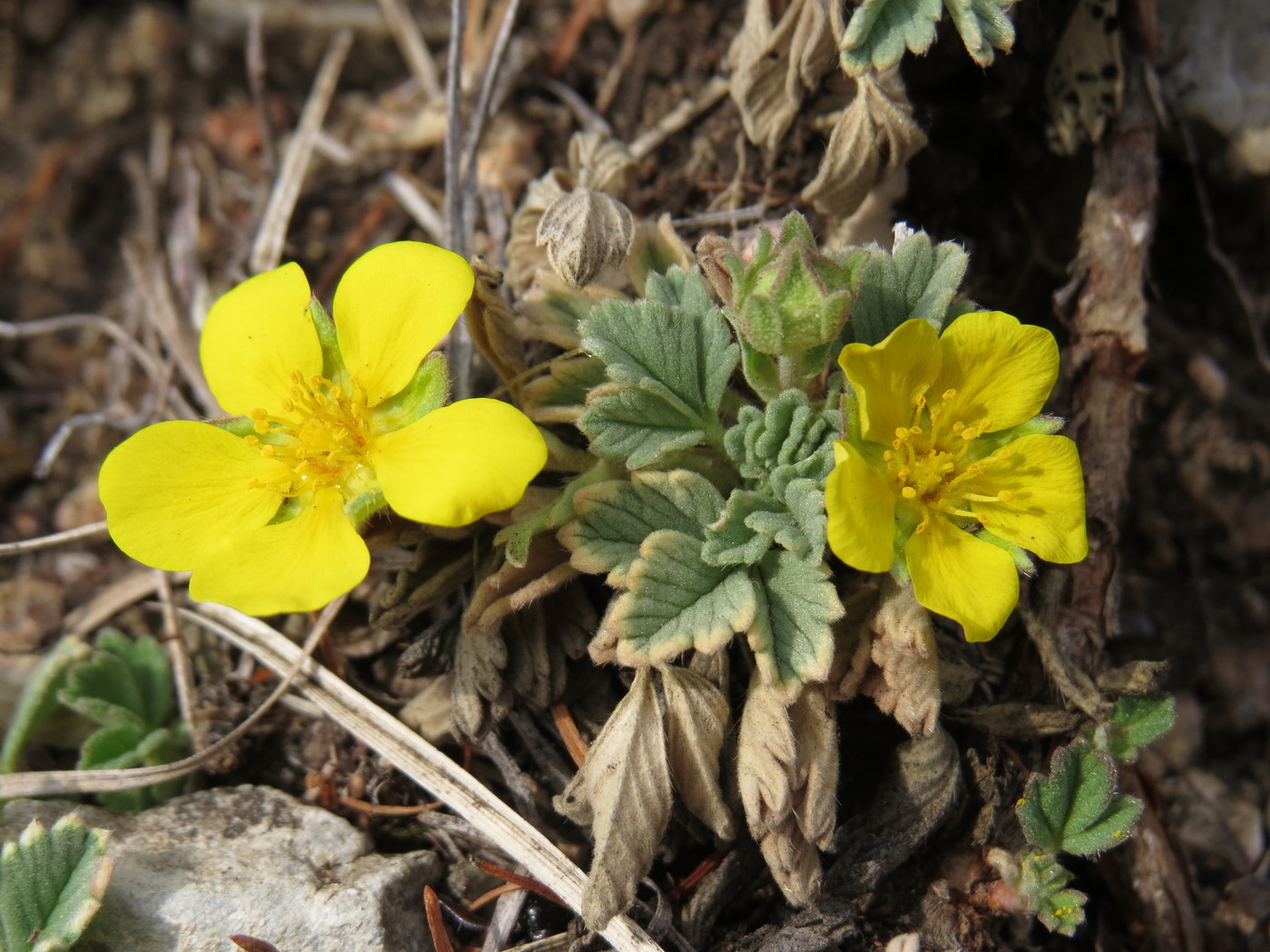 Изображение особи Potentilla acaulis.