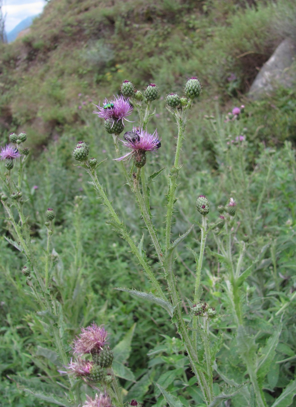 Image of Cirsium svaneticum specimen.