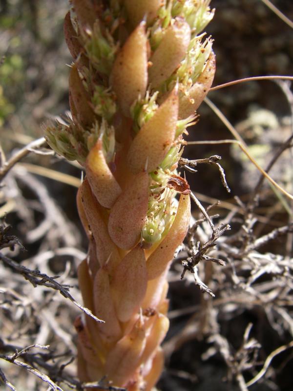 Image of Orostachys spinosa specimen.