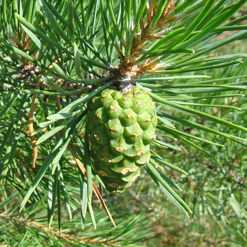 Image of Pinus sylvestris specimen.