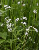 Myosotis sylvatica. Верхушка цветущего растения. Санкт-Петербург, г. Ломоносов, Верхний парк, разнотравный луг вблизи Английской аллеи. 22.05.2021.