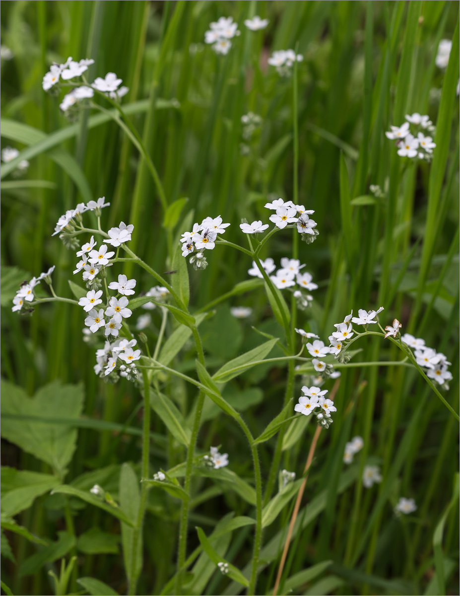 Image of Myosotis sylvatica specimen.