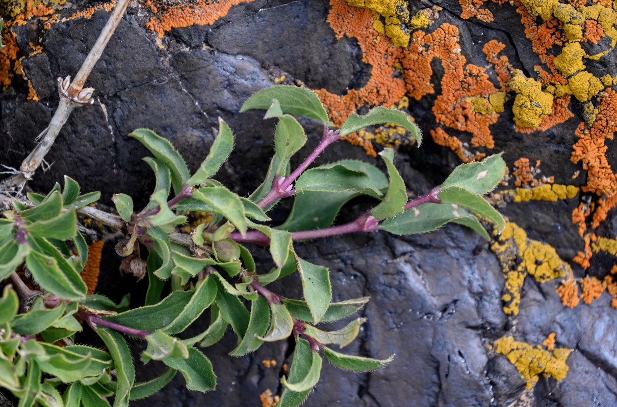 Image of Lonicera olgae specimen.