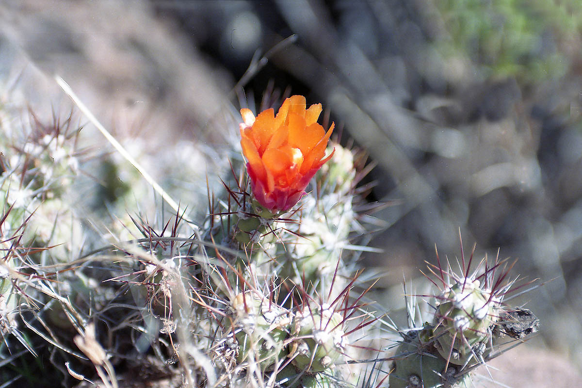 Image of familia Cactaceae specimen.