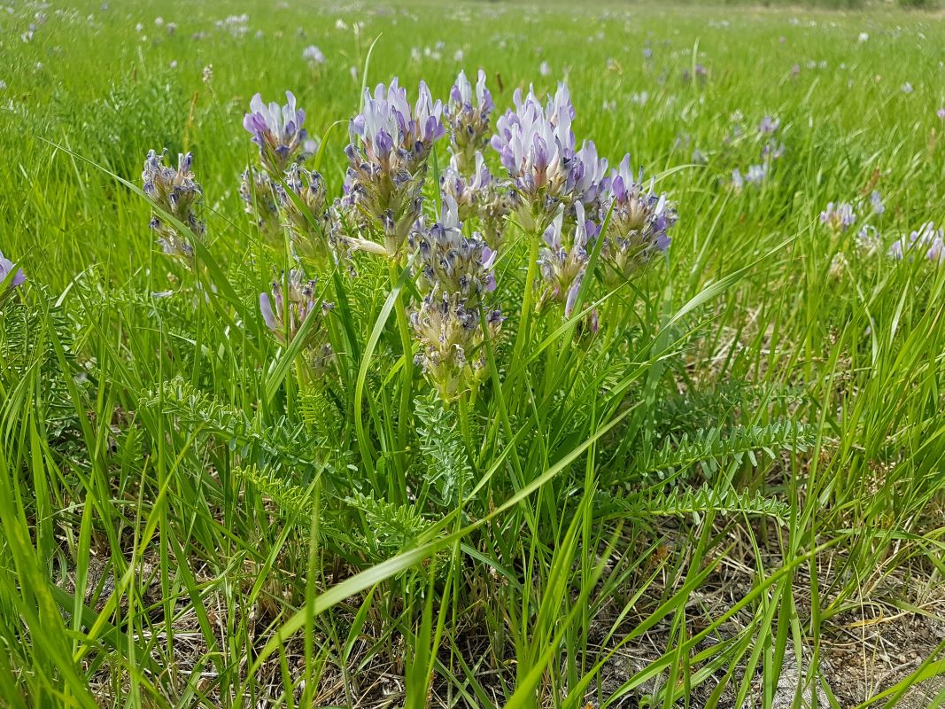 Image of Oxytropis glandulosa specimen.