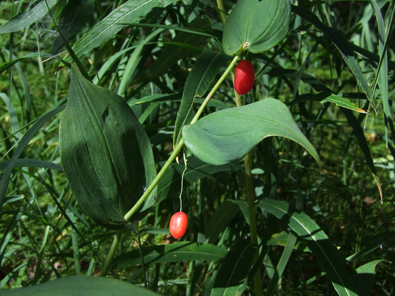 Изображение особи Streptopus amplexifolius.