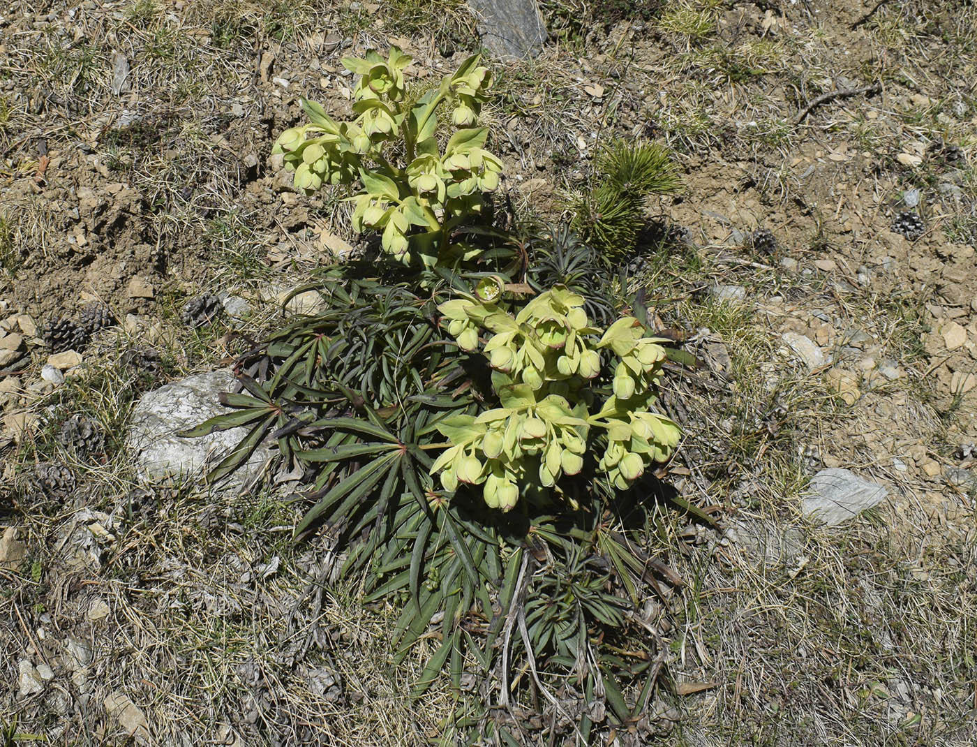 Изображение особи Helleborus foetidus.