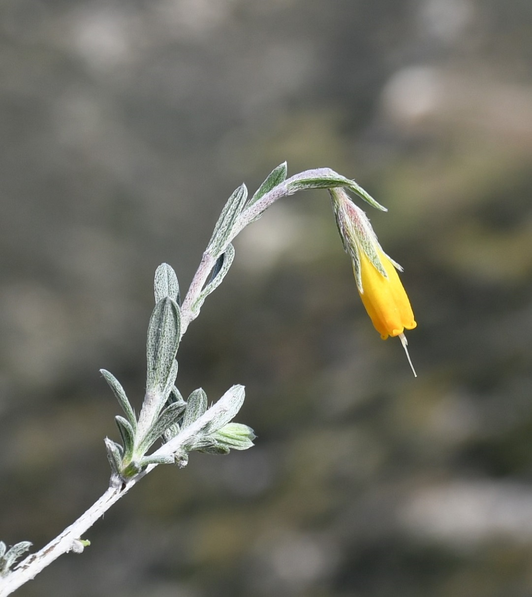 Изображение особи Onosma fruticosa.