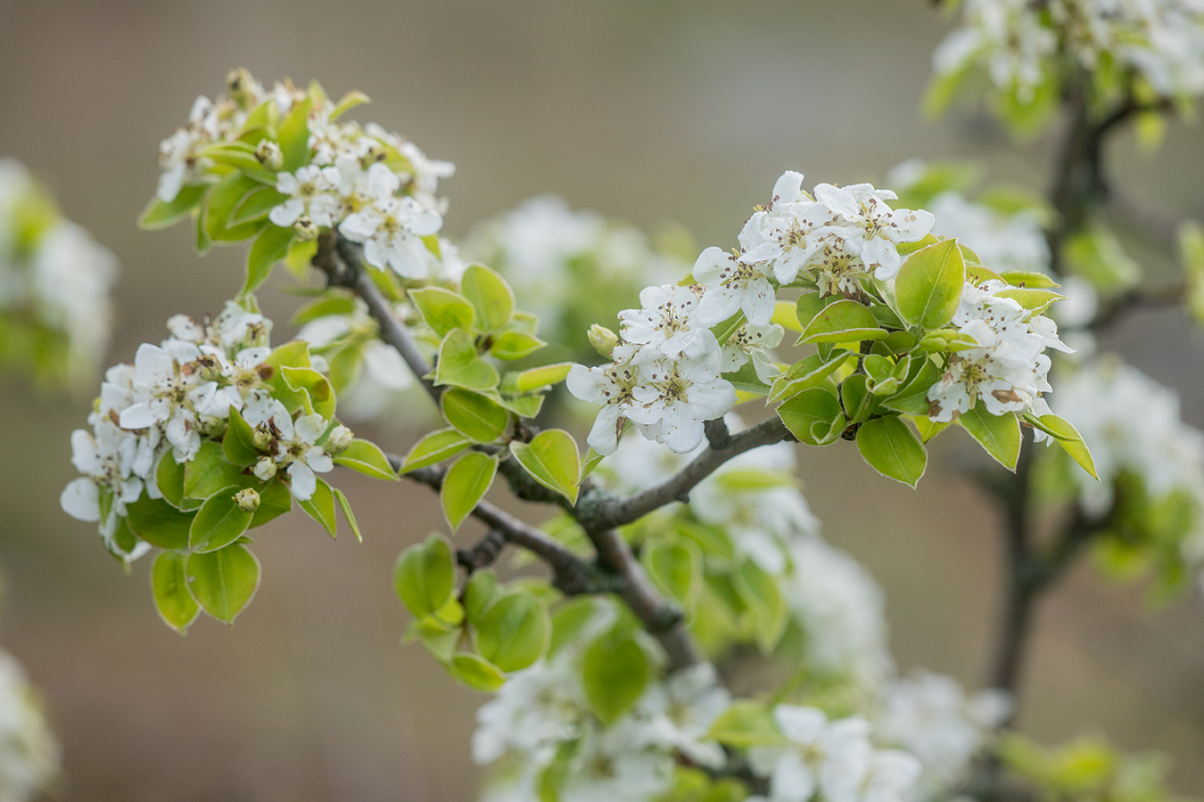 Image of Pyrus communis specimen.