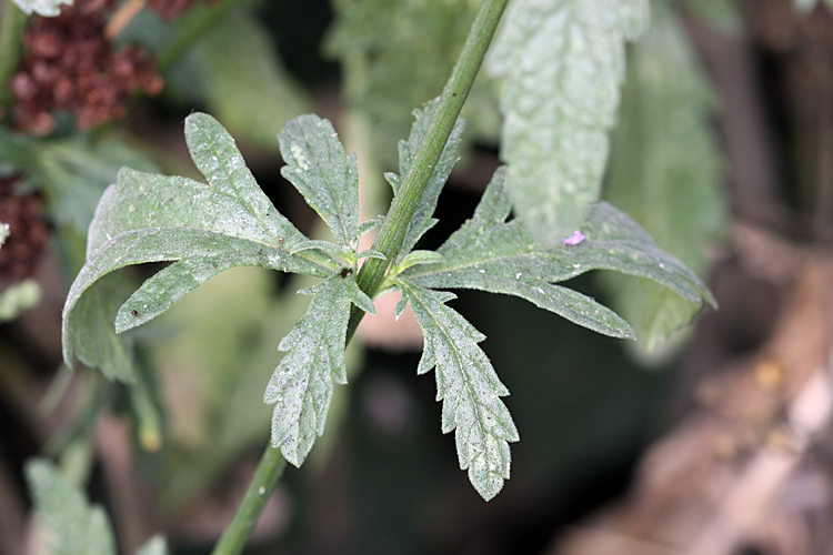 Image of Verbena officinalis specimen.