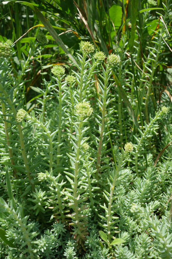 Image of Sedum reflexum specimen.