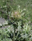 Cirsium pugnax. Верхушка побега с развивающимися соцветиями. Дагестан, Агульский р-н, 5 км ССЗ с. Чираг, сланцевая осыпь. 25 июня 2023 г.