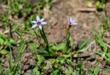 Sisyrinchium rosulatum. Цветки. Грузия, Аджария, национальный парк \"Мтирала\", опушка широколиственного леса. 17.06.2023.