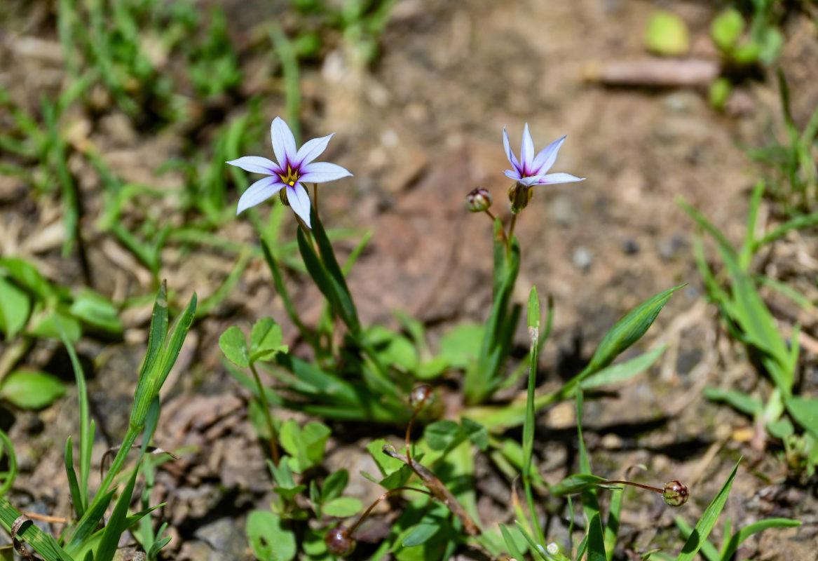 Изображение особи Sisyrinchium rosulatum.