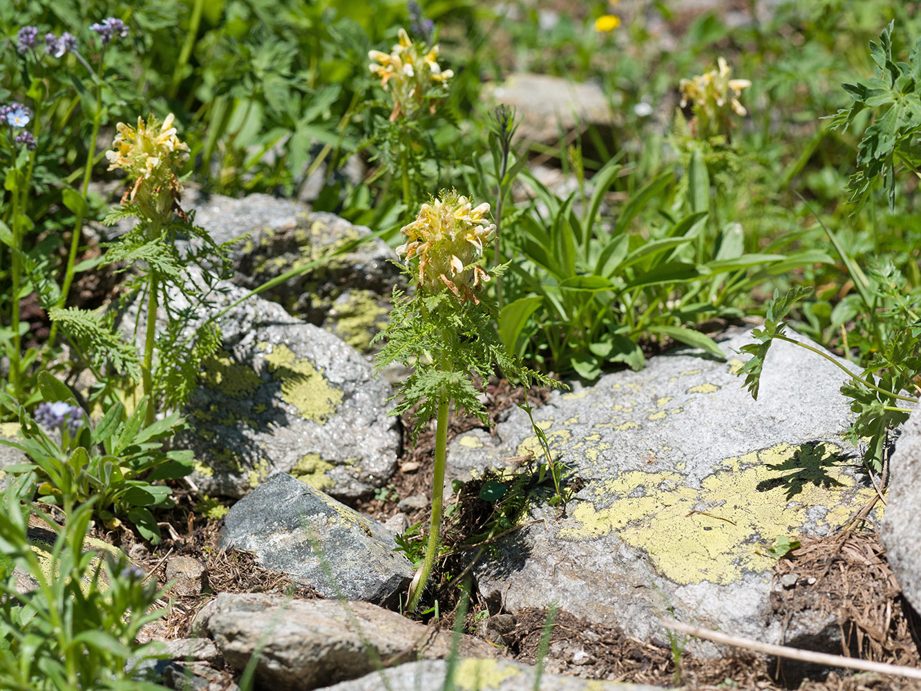 Изображение особи Pedicularis condensata.