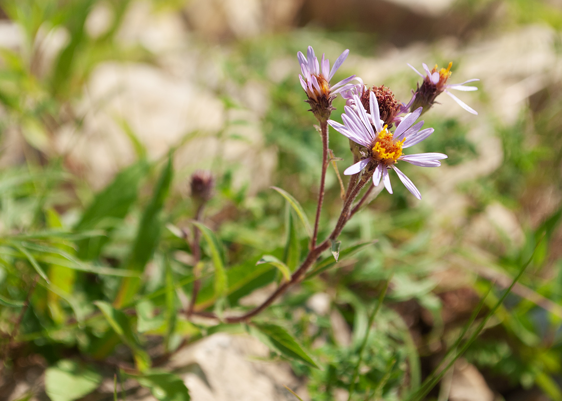 Image of Aster sibiricus specimen.