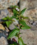 род Epilobium. Верхушка цветущего растения. Приморье, Тернейский р-н, долина р. Заболоченная, прибрежный галечник. 08.08.2012.