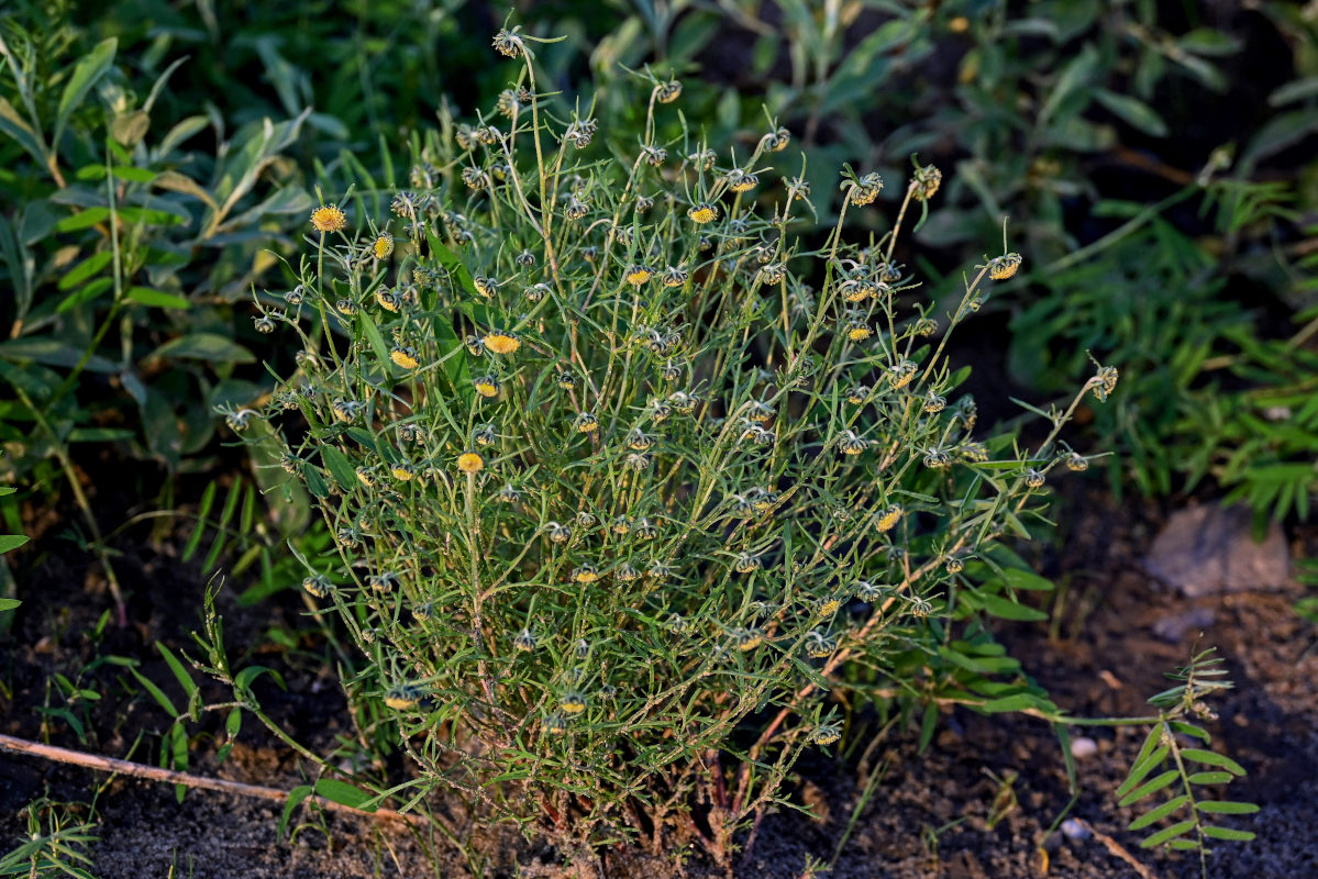 Изображение особи Artemisia samoiedorum.