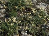Astragalus helmii. Цветущее растение. Башкирия, гора Куштау. 28.05.2006.
