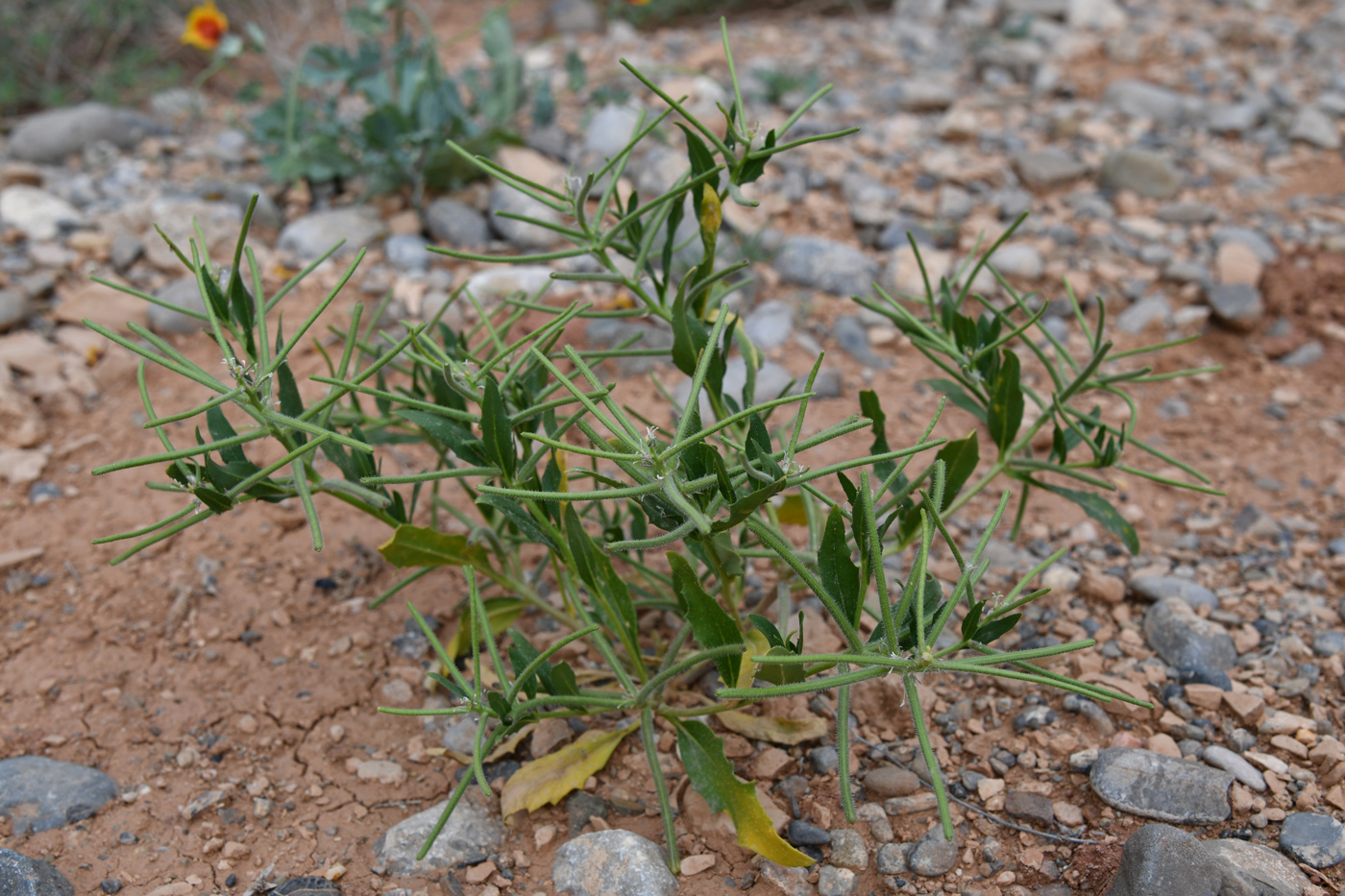 Изображение особи Strigosella africana.