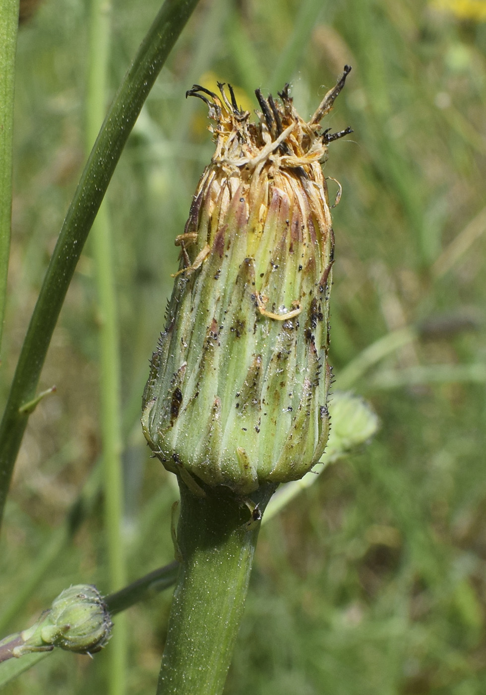 Image of Hypochaeris radicata specimen.