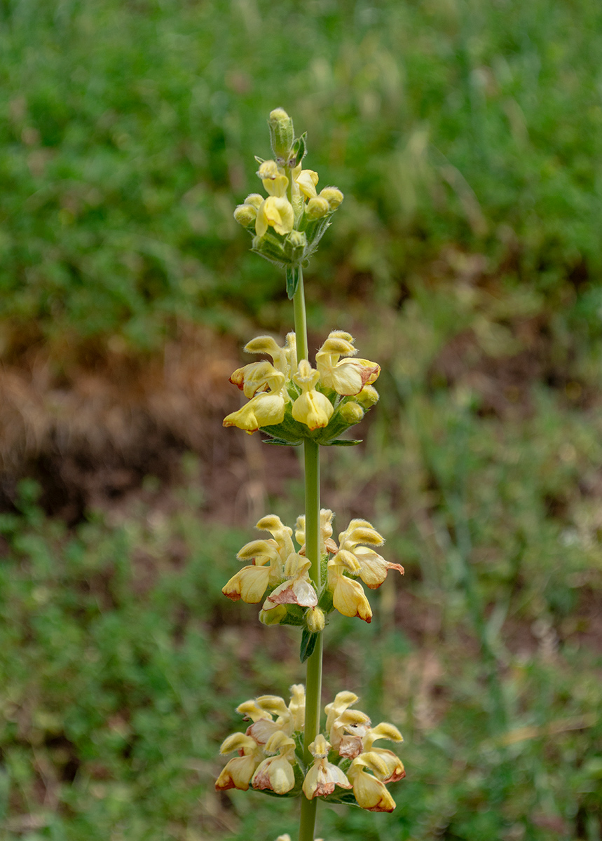 Image of Phlomoides kaufmanniana specimen.