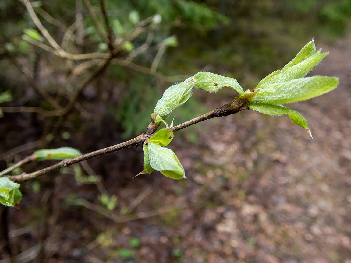 Изображение особи Lonicera xylosteum.