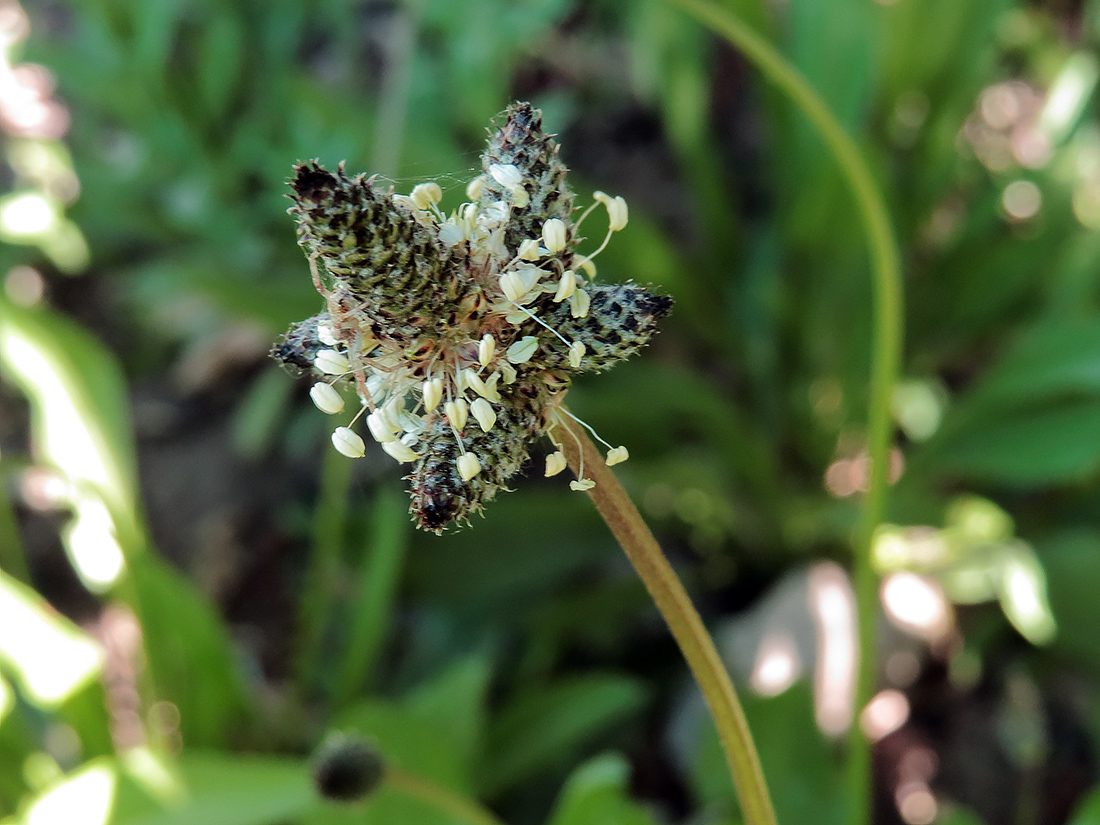 Image of Plantago lanceolata specimen.