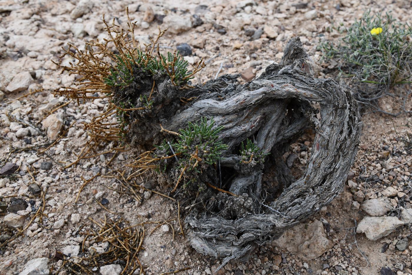 Image of Anabasis truncata specimen.